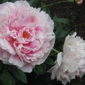 Meet your Posher, Peggy